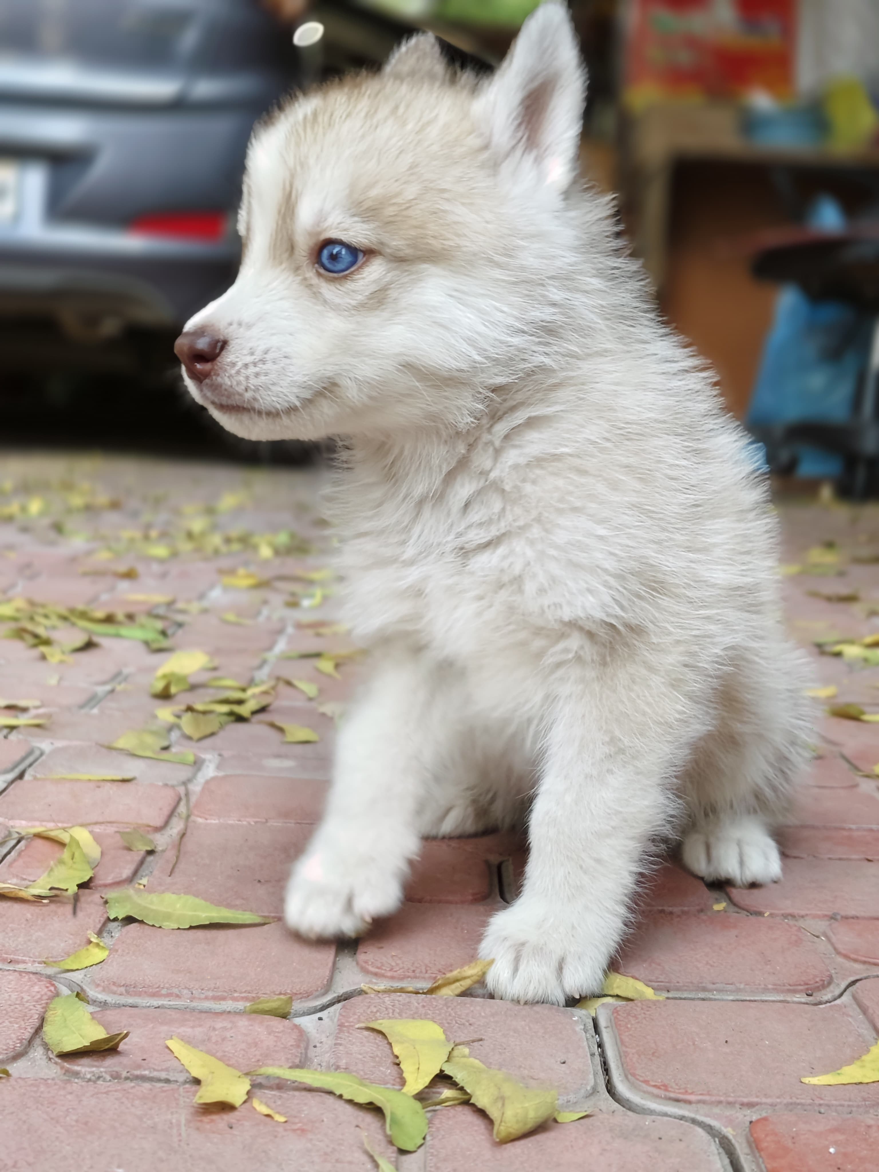 Siberian Husky